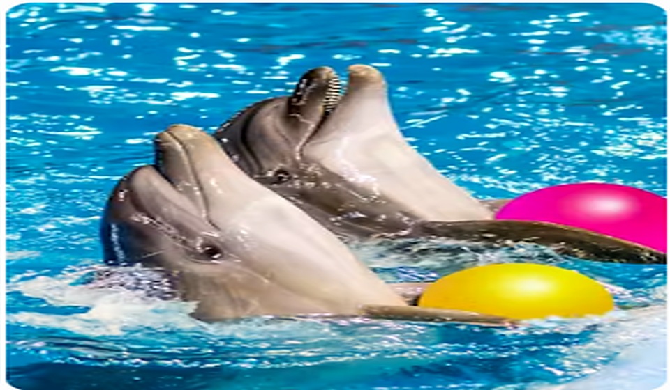 Dubai Dolphinarium